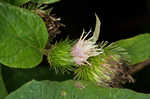 Lesser burdock